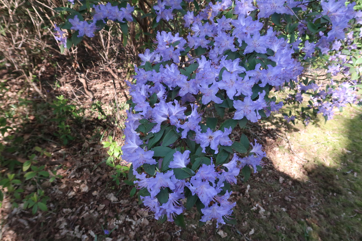 R. augustinii